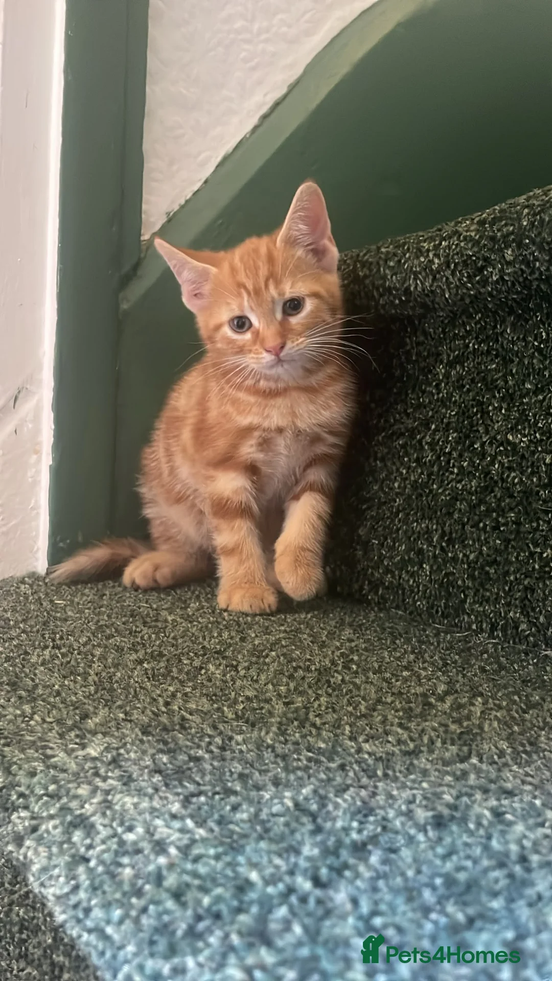 Mixed Breed cats for sale: Ginger male kitten - Advert 1