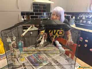 Cockatiels birds Make cockatiel in Epsom - Advert 18