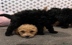 Cockapoo dogs for sale: Cockapoo F1B - Image 5
