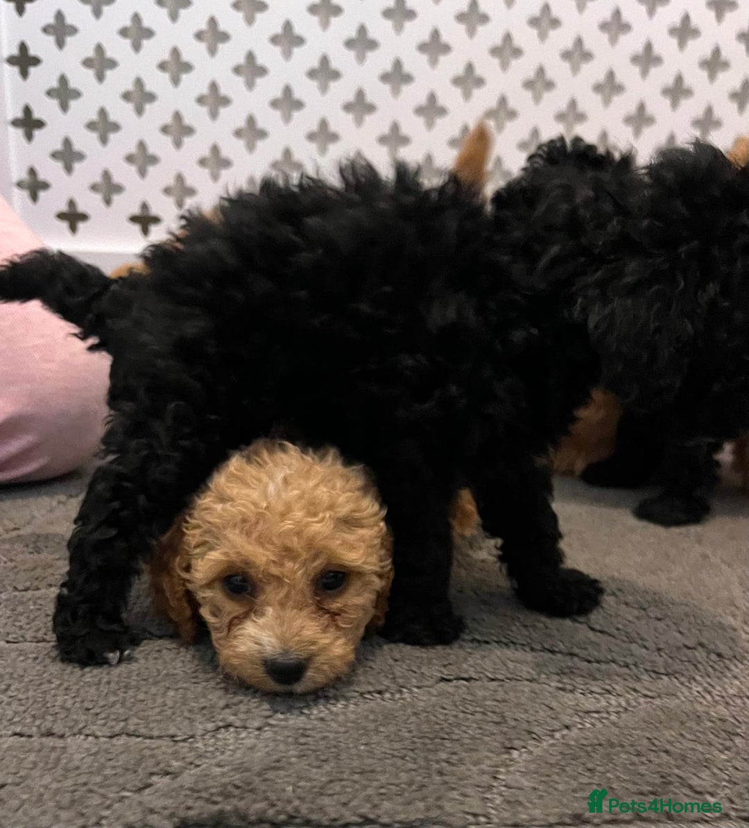 Cockapoo dogs for sale: Cockapoo F1B - Image 5