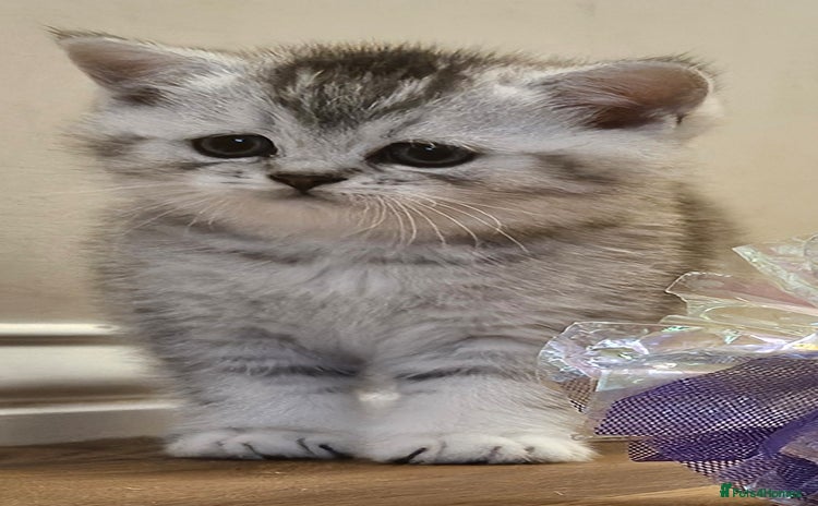British Shorthair cats - Advert 1