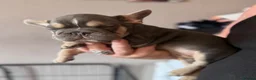French Bulldog dogs for sale: Adorable fluffy frenchies - Advert 18