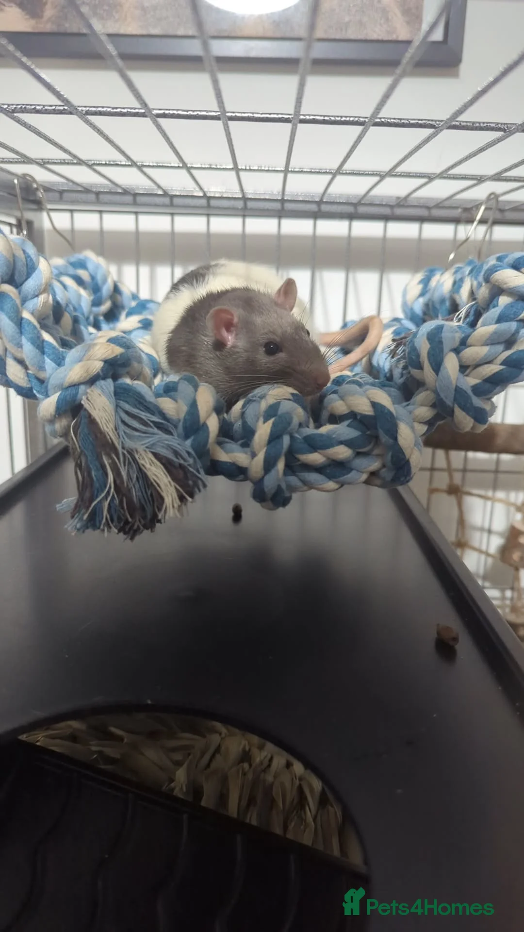 Rat rodents for sale: 2 male fancy rats  - Advert 2