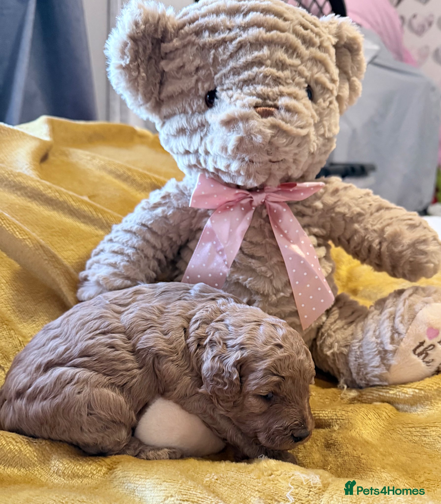 Cavapoo dogs Cavapoo puppies F1B - Advert 2