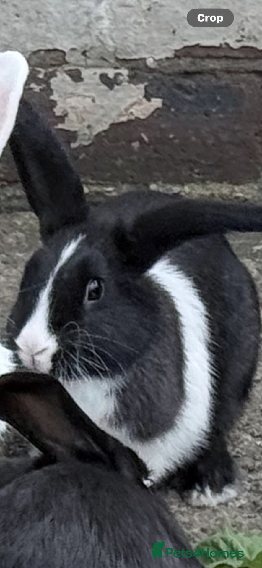 Mixed Breed rabbits 2 gorgeous female rabbits  - Advert 1