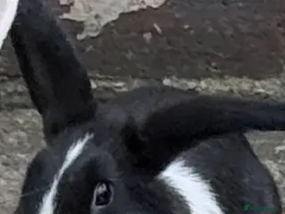 Mixed Breed rabbits 2 gorgeous female rabbits - Advert 1