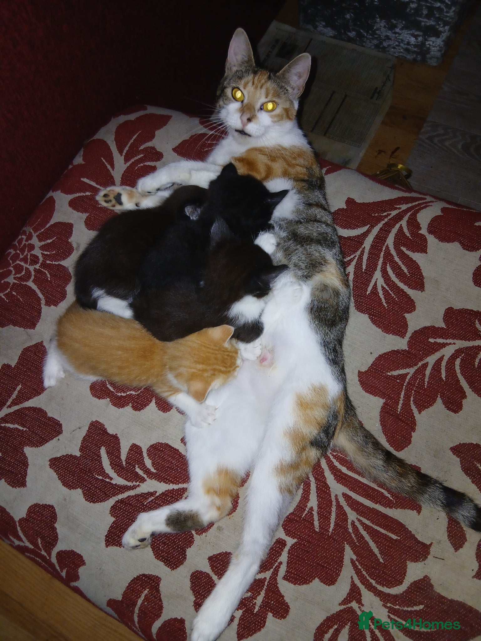 Mixed Breed cats for sale: Kittens tabby, black & white patches £100 in Stevenage - Advert 1