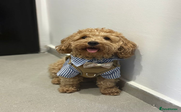 Maltipoo dogs - Advert 1