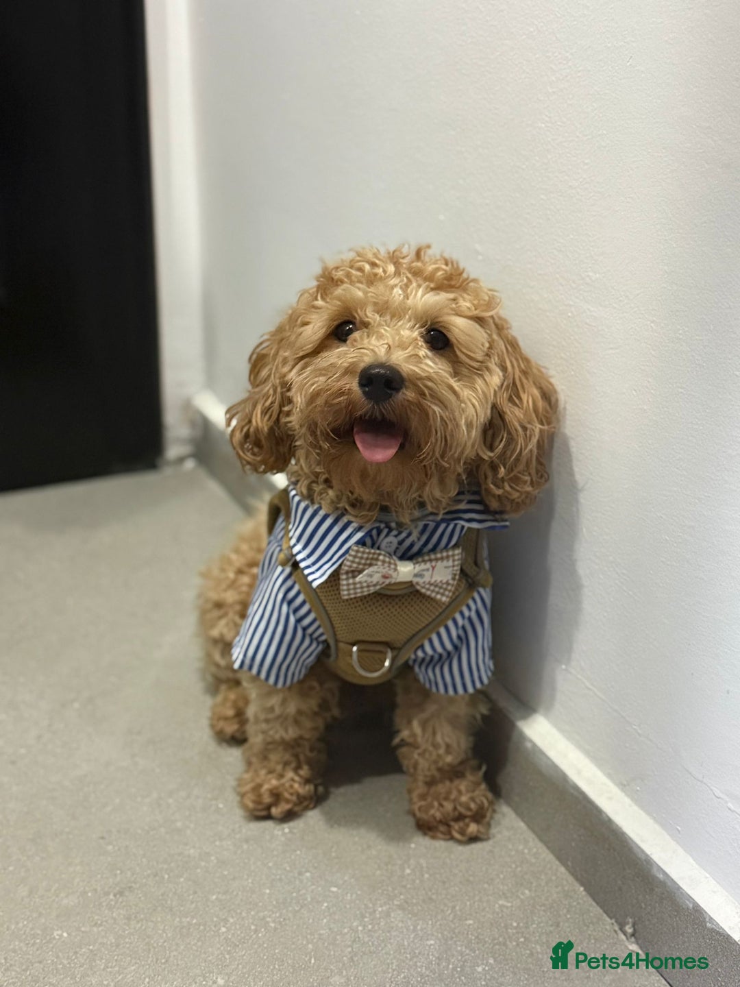 Maltipoo dogs for stud: 🐶✨  Gorgeous Maltipoo Boy “Milo” ✨🐾 - Image 1