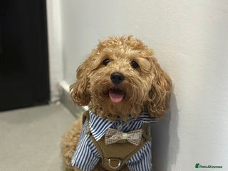 Maltipoo dogs for stud - Advert 1