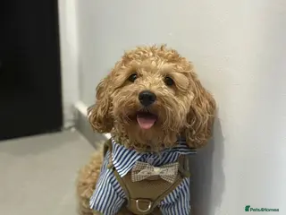 Maltipoo dogs 🐶✨ Gorgeous Maltipoo Boy “Milo” ✨🐾 - Advert 1