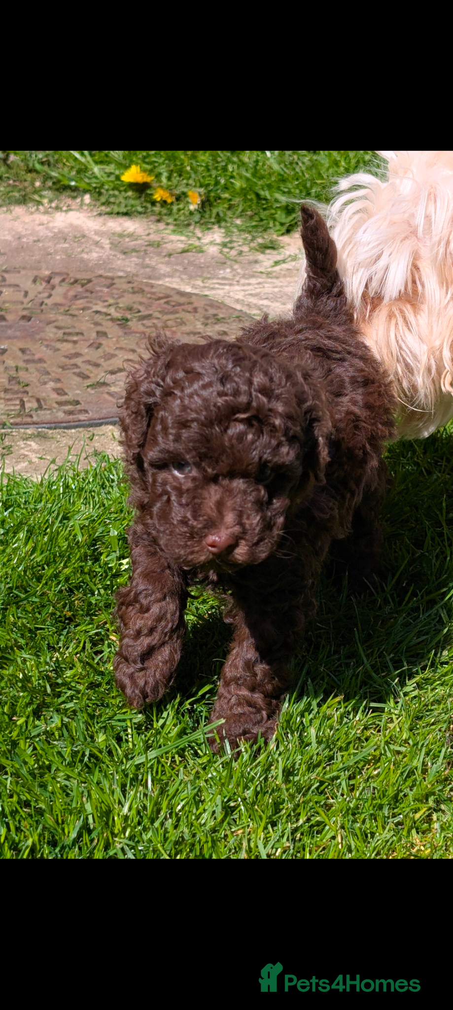 Labradoodle dogs 🐾Stunning adorable F1BB Mini Labradoodle Pups🐾  - Advert 1