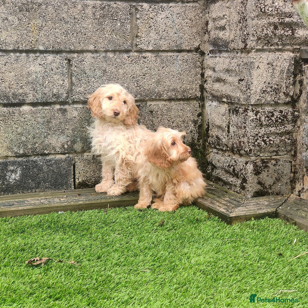 Cockapoo dogs for sale: Health tested puppies  - Image 2