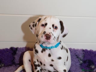 Dalmatian dogs This is an all liver litter of Dalmatian puppies - Advert 5