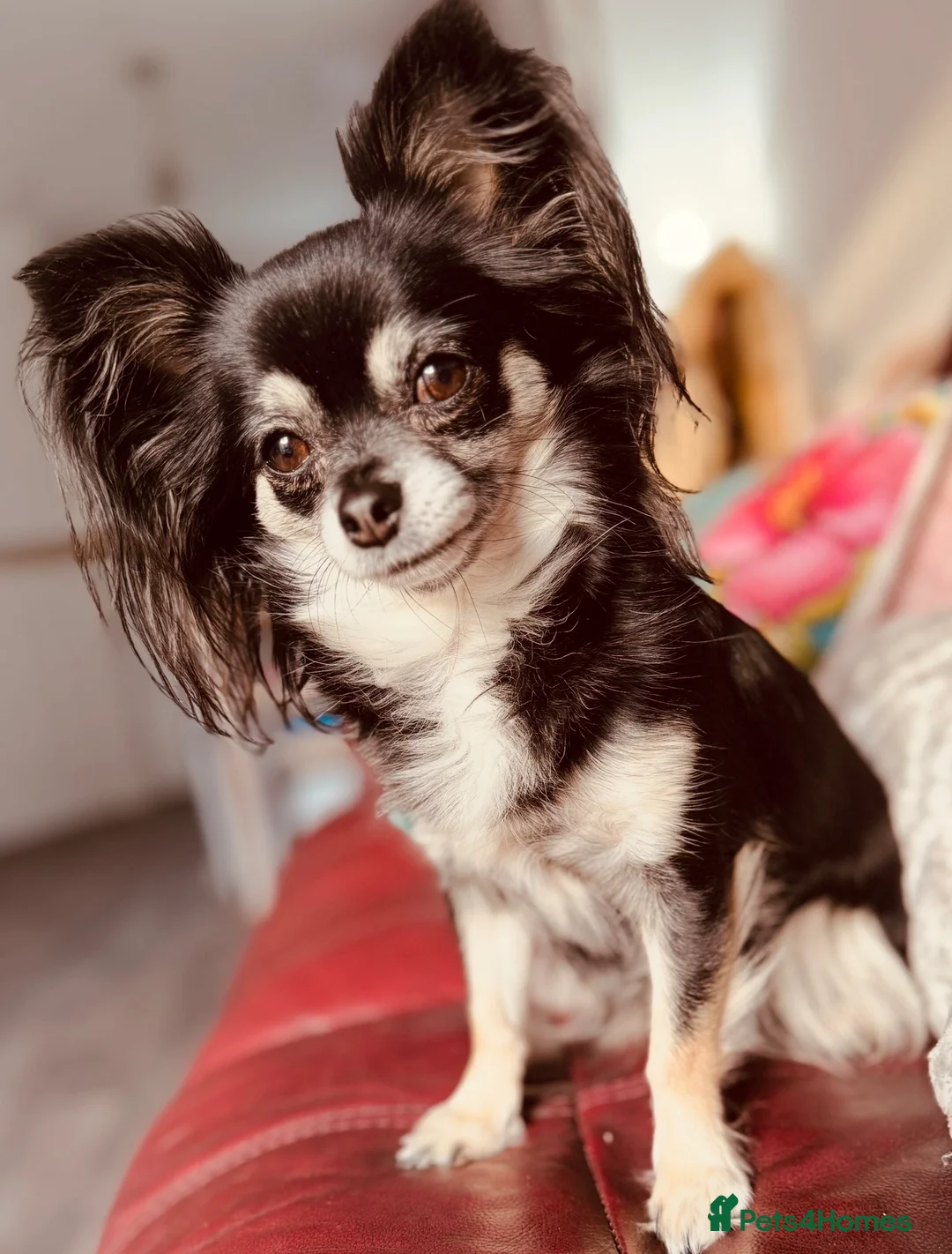 Chihuahua dogs for sale: Long haired chihuahua puppies in Abergavenny - Advert 11
