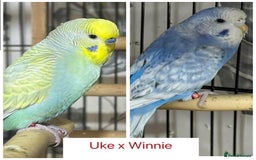 Budgerigars birds for sale: Hand Tame Budgie Chicks Ready early December  - Image 10