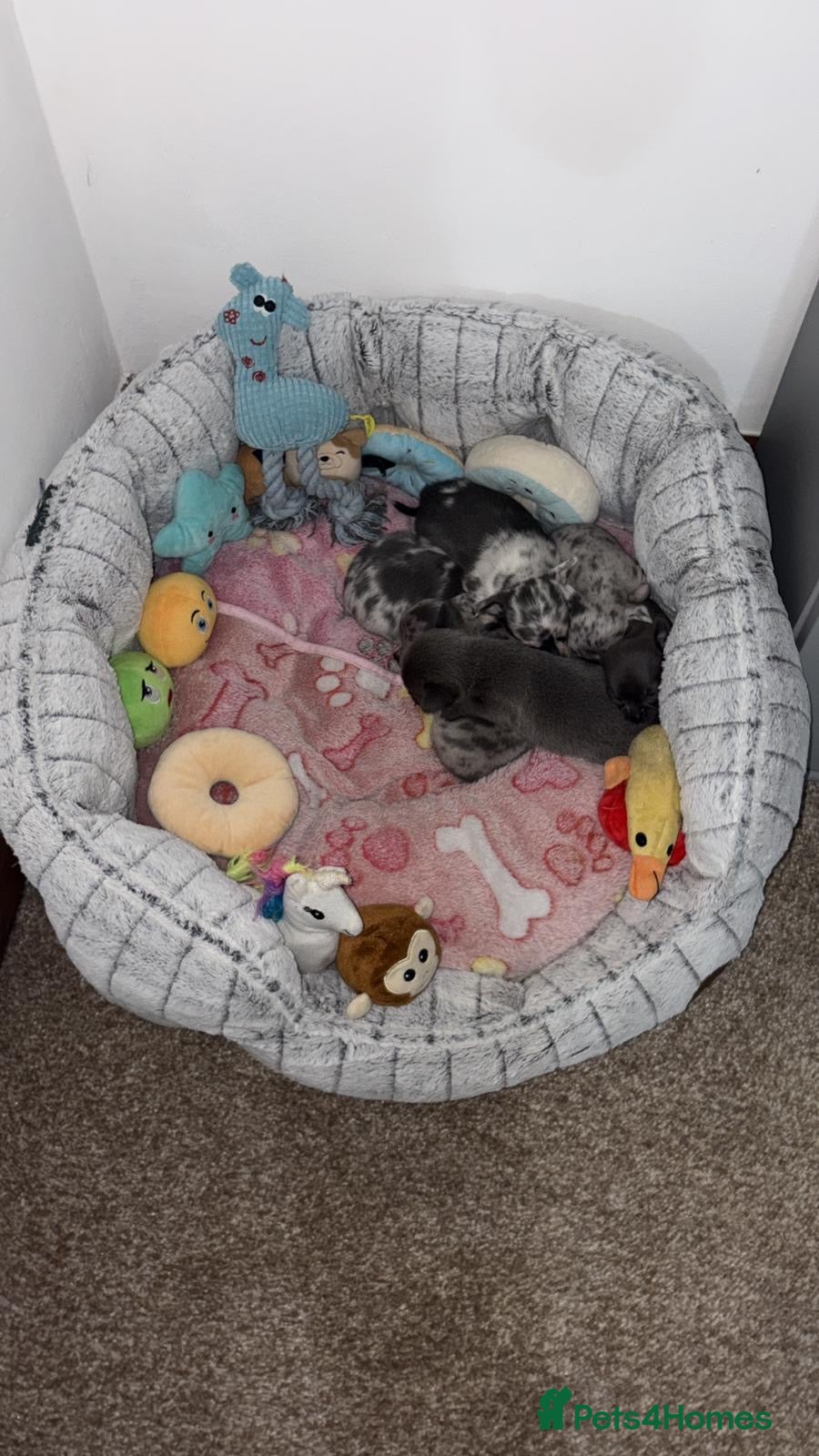 Chihuahua dogs 6 beautiful chihuahuas  - Advert 14