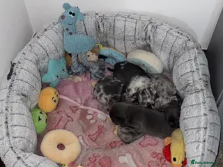 Chihuahua dogs 6 beautiful chihuahuas - Advert 14