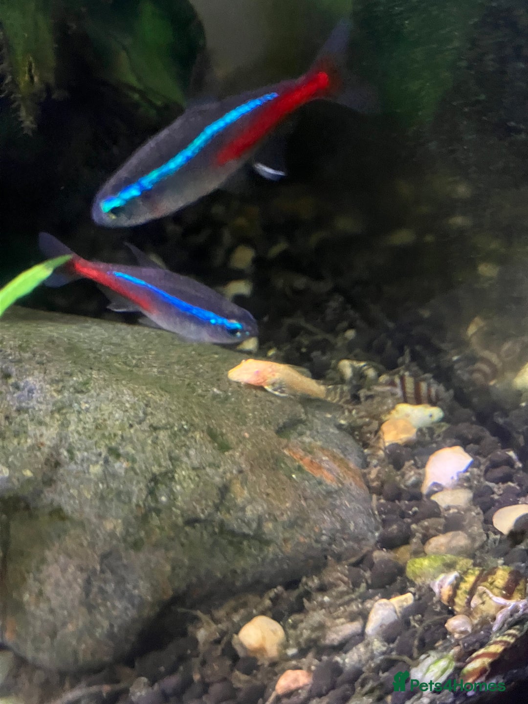 Catfish fish for sale: Bristlenose catfish (Ancistrus sp.) - Advert 3