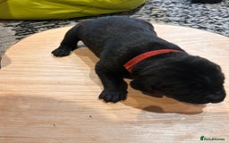 Mixed Breed dogs for sale: Weimaraner x vizsla x GSP only Black left  - Image 13