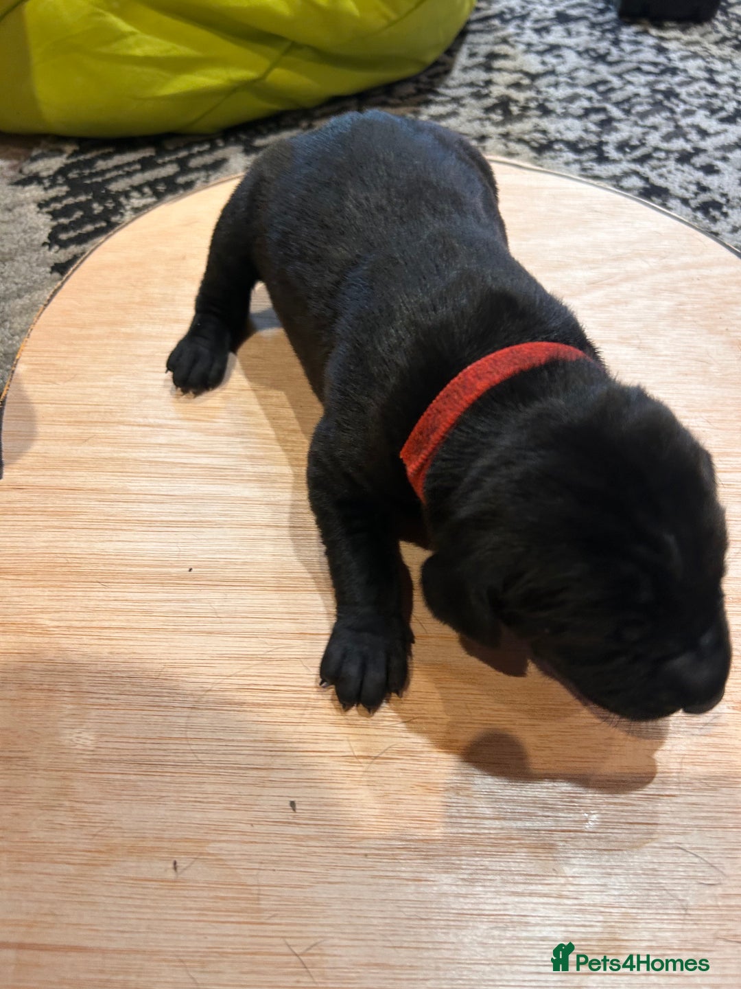Mixed Breed dogs for sale: Weimaraner x vizsla x GSP only Black left  - Image 13