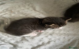 Ragdoll cats for sale: Ragdoll mix  - Image 1