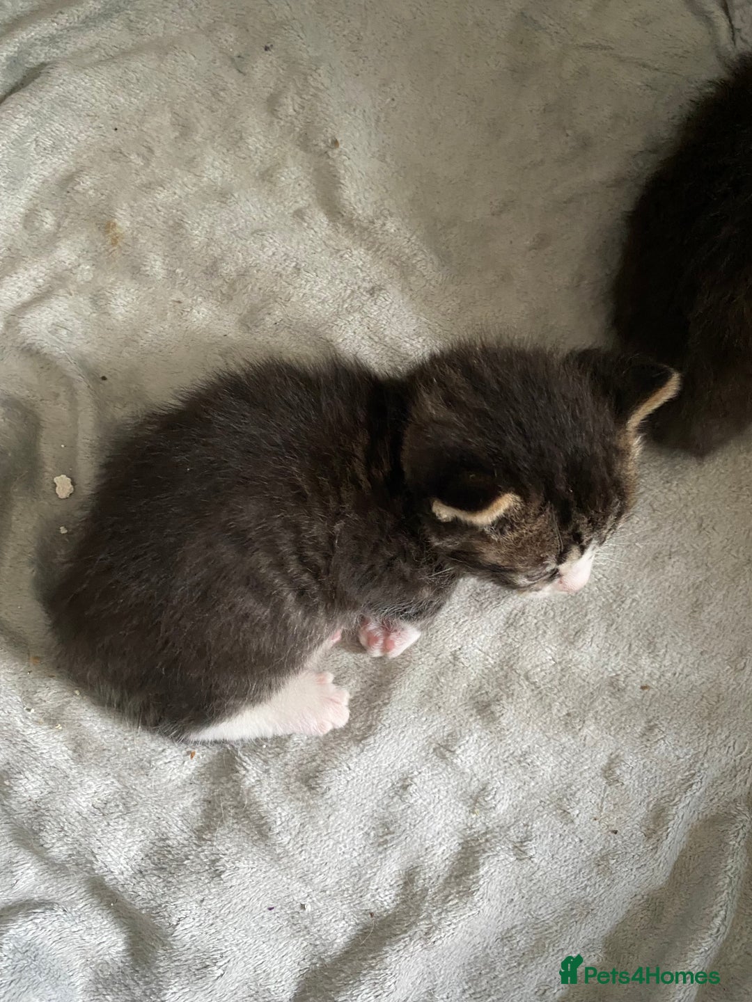 Ragdoll cats for sale: Ragdoll mix  - Image 1