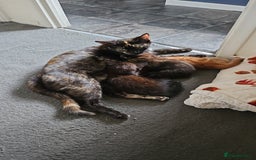 Mixed Breed cats for sale: 3 beautiful kittens. - Image 3