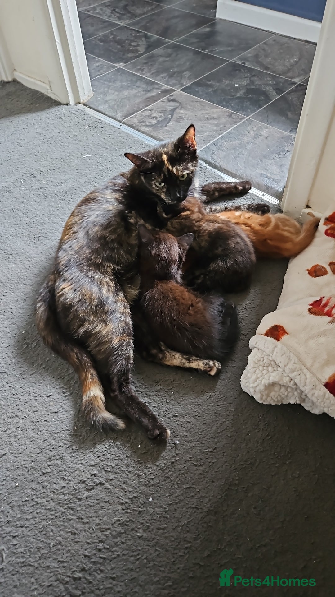Mixed Breed cats for sale: 3 beautiful kittens. - Image 3