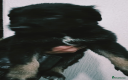 Mixed Breed dogs for sale: German shepherd cross deerhound  - Image 8
