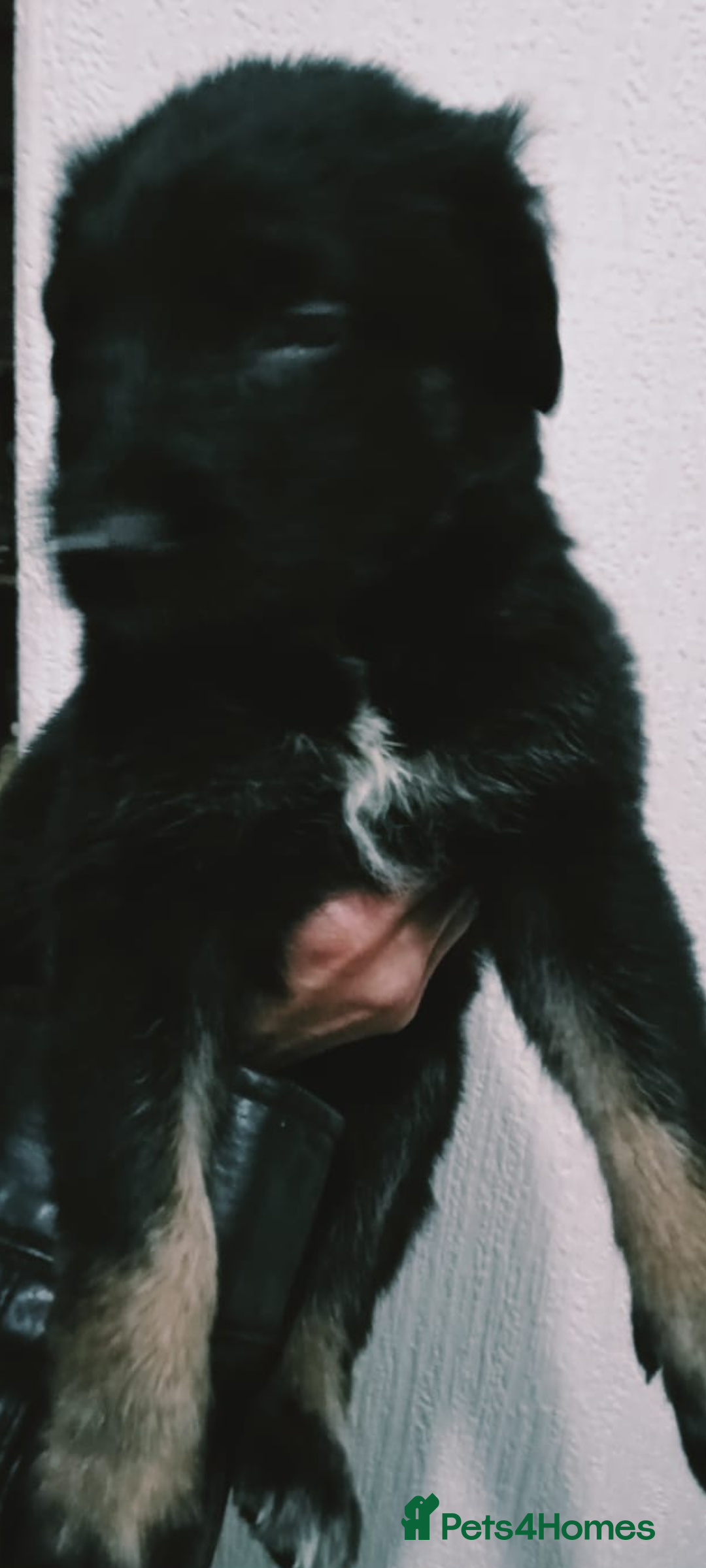 Mixed Breed dogs for sale: German shepherd cross deerhound  - Image 8