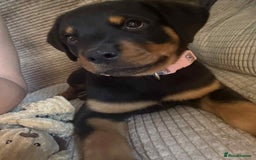 Rottweiler dogs for sale: Rottweiler Bitch Puppy for sale - Image 1
