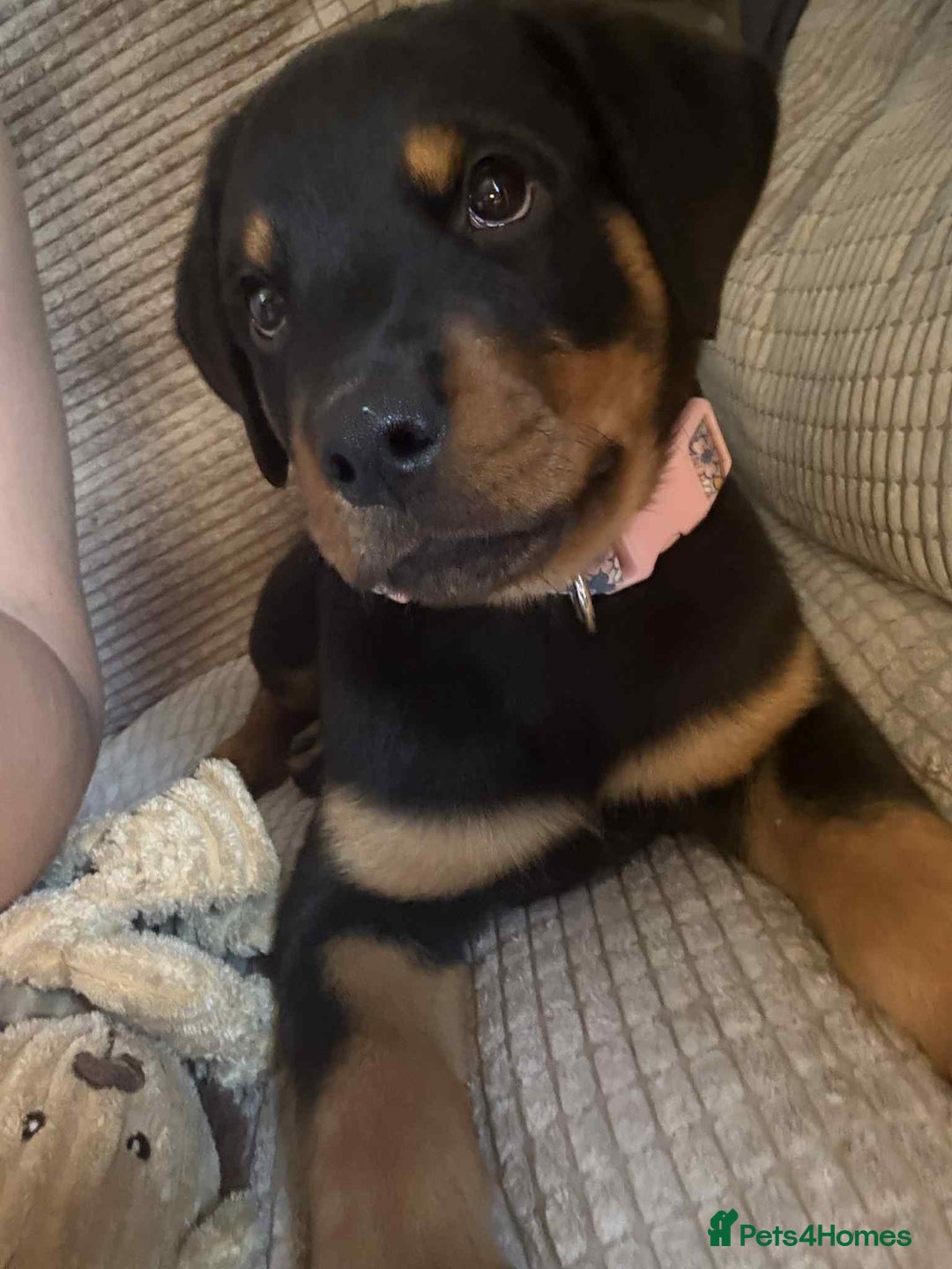 Rottweiler dogs for sale: Rottweiler Bitch Puppy for sale - Image 1