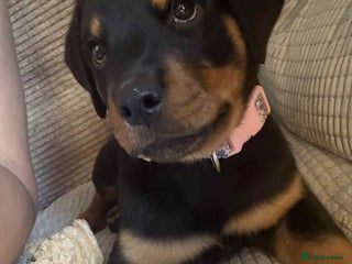 Rottweiler dogs - Advert 1