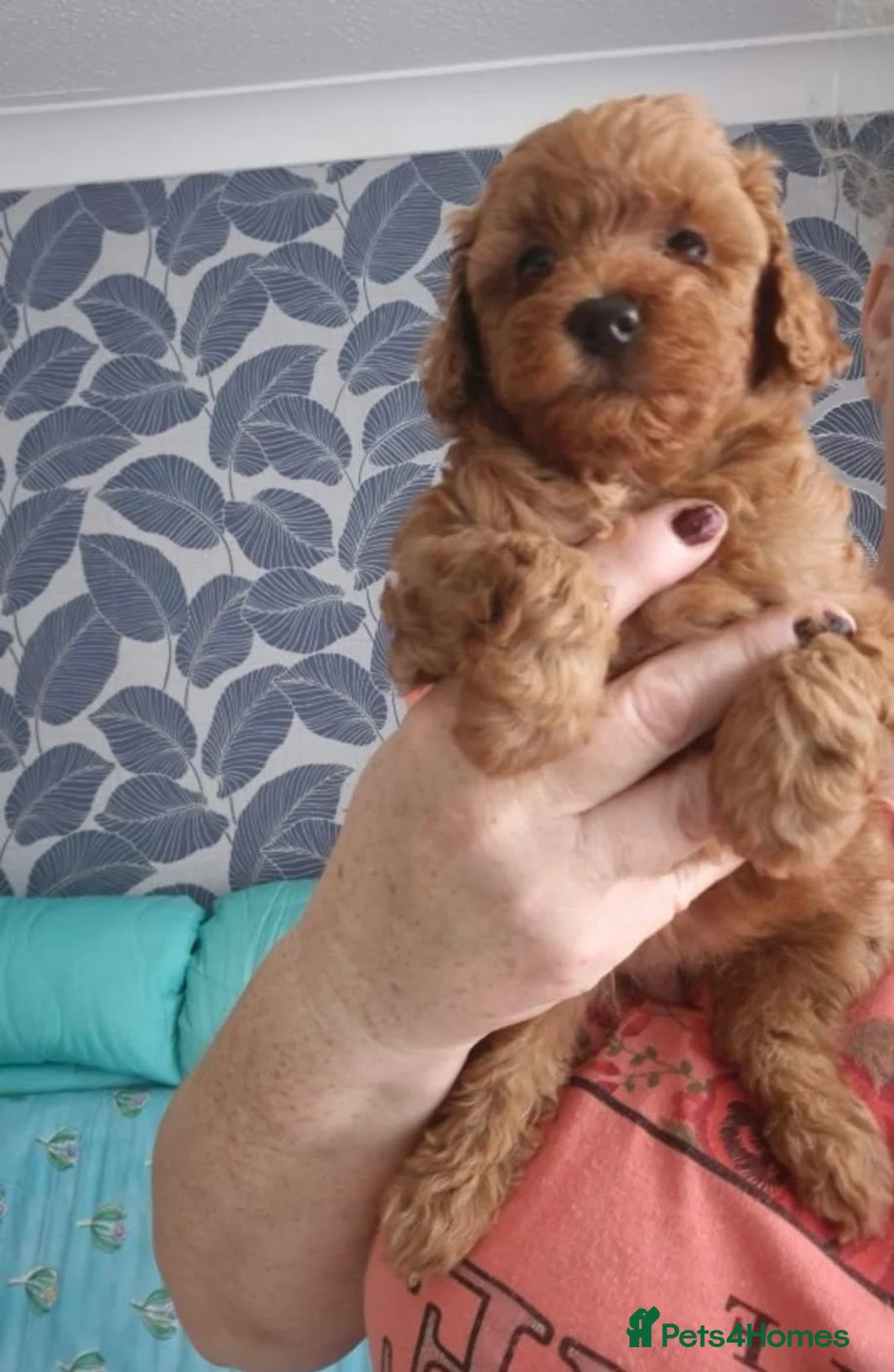 Maltipoo dogs for sale: Maltipoo F1B puppies - Advert 2