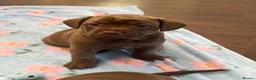 Mixed Breed dogs for sale: Cockapoo X frenchie puppies  - Advert 13