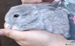 Mini Lop rabbits for sale: 5 baby bunnies for sale  - Image 4