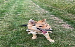 German Shepherd dogs for sale: Lyla, 1 year old German Shephard  - Image 2