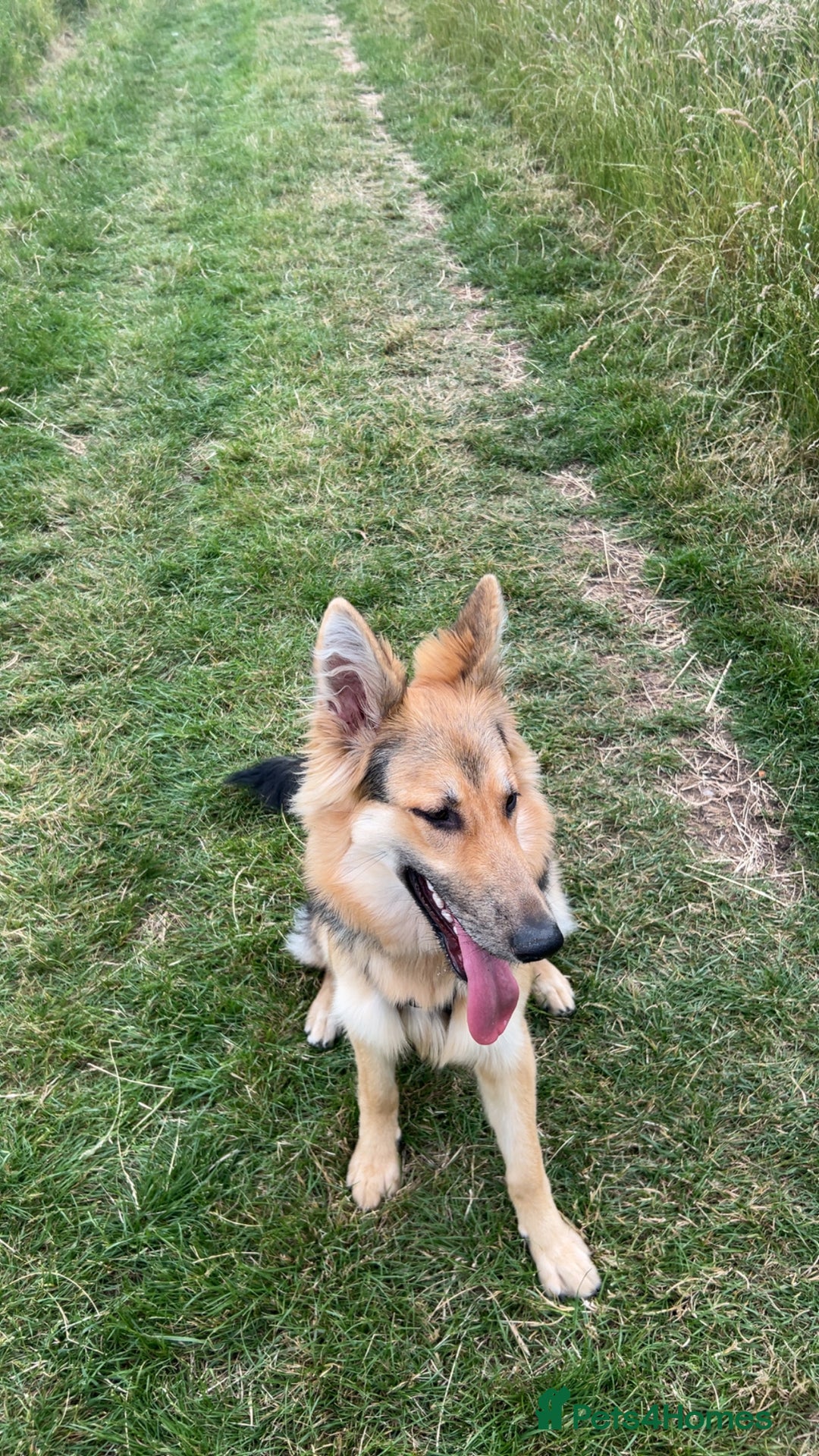 German Shepherd dogs for sale: Lyla, 1 year old German Shephard  - Image 2