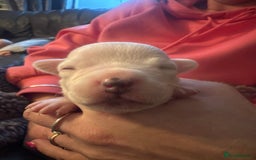 Mixed Breed dogs for sale: French bulldog x American bulldog  - Image 15