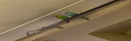 Budgerigars birds for sale: Bonded male budgies  in Poole - Advert 5
