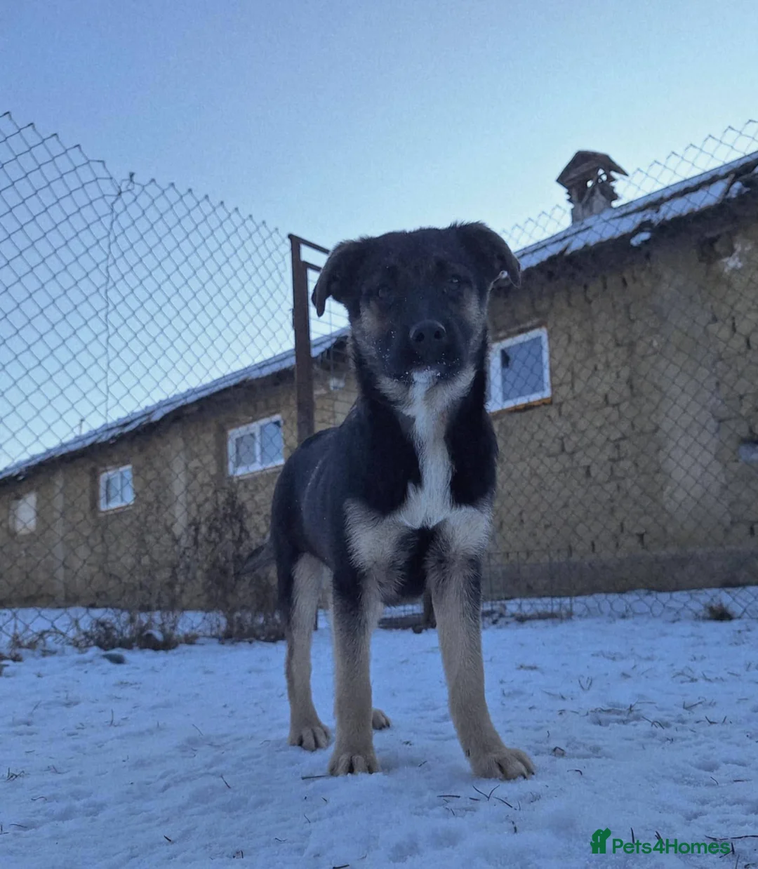 Mixed Breed dogs for adoption: Roquefort for adoption - Advert 2