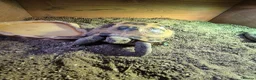 Tortoise reptiles for sale: Much-Loved Horsefield Tortoises Need New Homes in Bracknell - Advert 9
