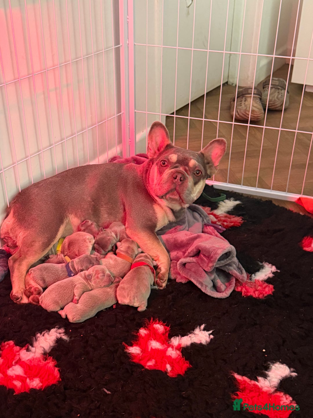 French Bulldog dogs for sale: Stunning French bulldogs  - Image 5
