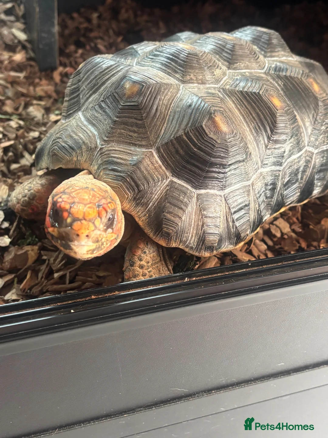 Tortoise reptiles for sale: Red footed tortoise with set up  - Advert 1