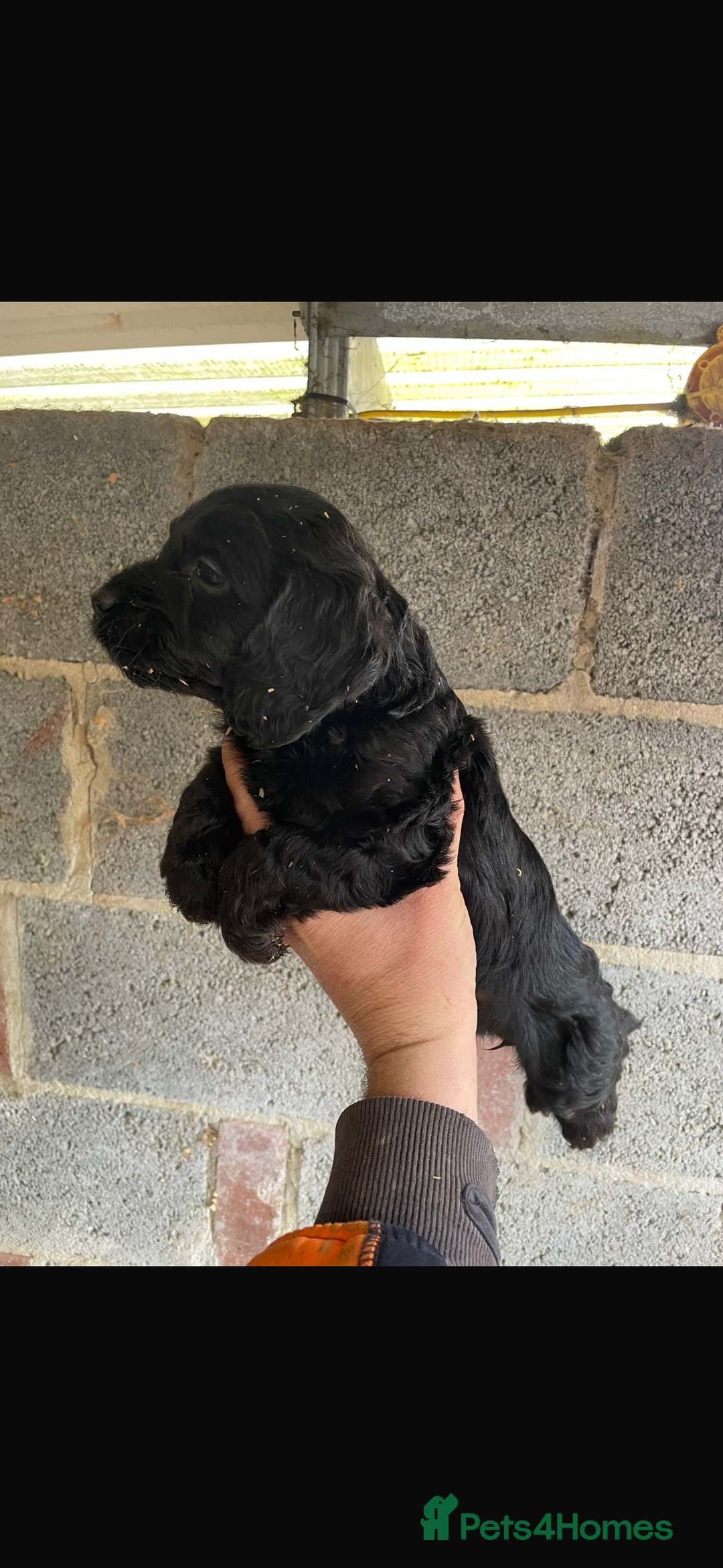 Maltipoo dogs for sale: Toy maltipoo puppies (toy poodle) - Advert 3