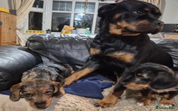 Mixed Breed dogs for sale: Wire haired dachshund x rottweiller - Image 5