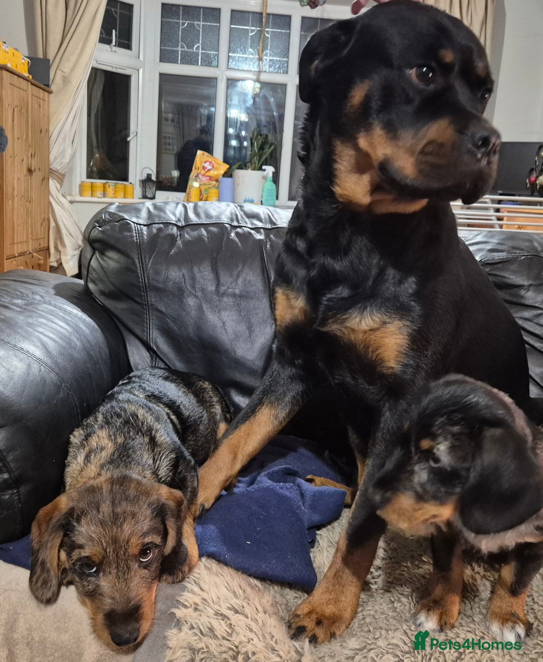 Mixed Breed dogs for sale: Wire haired dachshund x rottweiller - Image 5