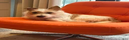 Jack Russell dogs for sale: Benji in Maidstone - Advert 14
