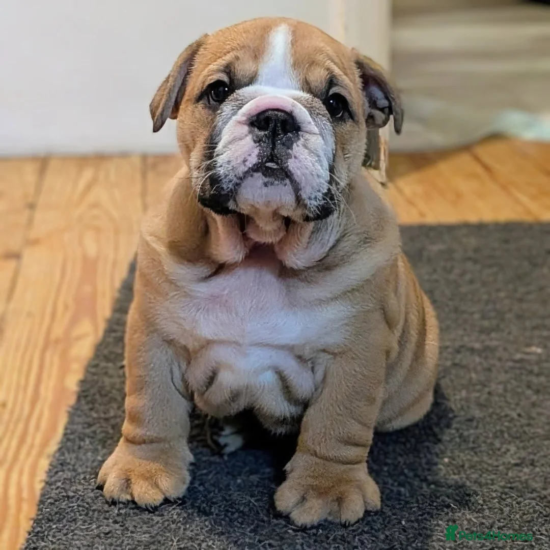 English Bulldog dogs for stud: 👑 KING: The Right Male for Your Bulldog Litter - Advert 9